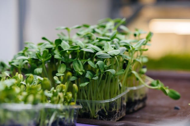 Microverdes na culinária profissional