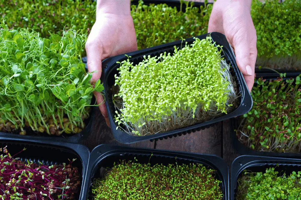 benefícios nutricionais microgreens
