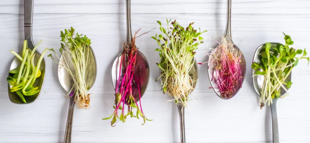 como plantar microgreens em apartamento
