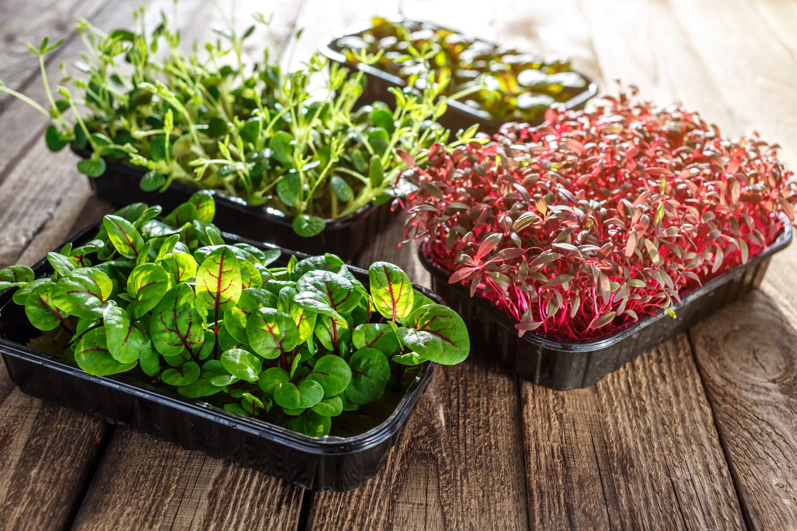 tipos de microgreens para cultivar
