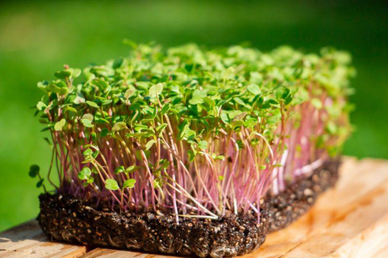 microverdes