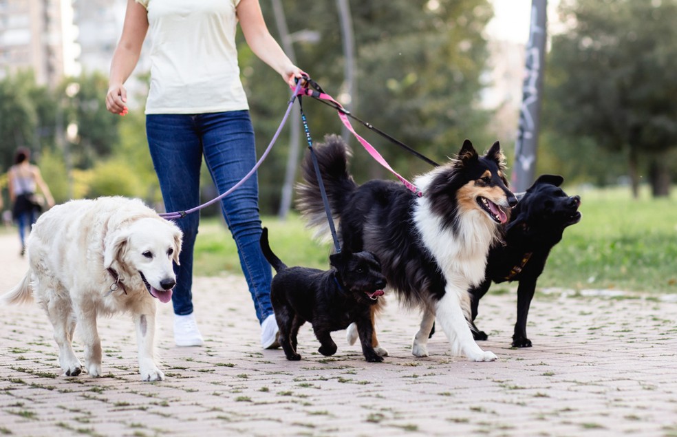 como se tornar um passeador de cachorro de sucesso