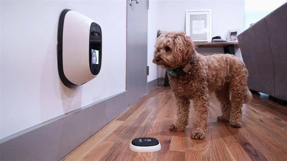 Coleiras Inteligentes com GPS: Segurança e Monitoramento em Tempo Real para Cães e Gatos