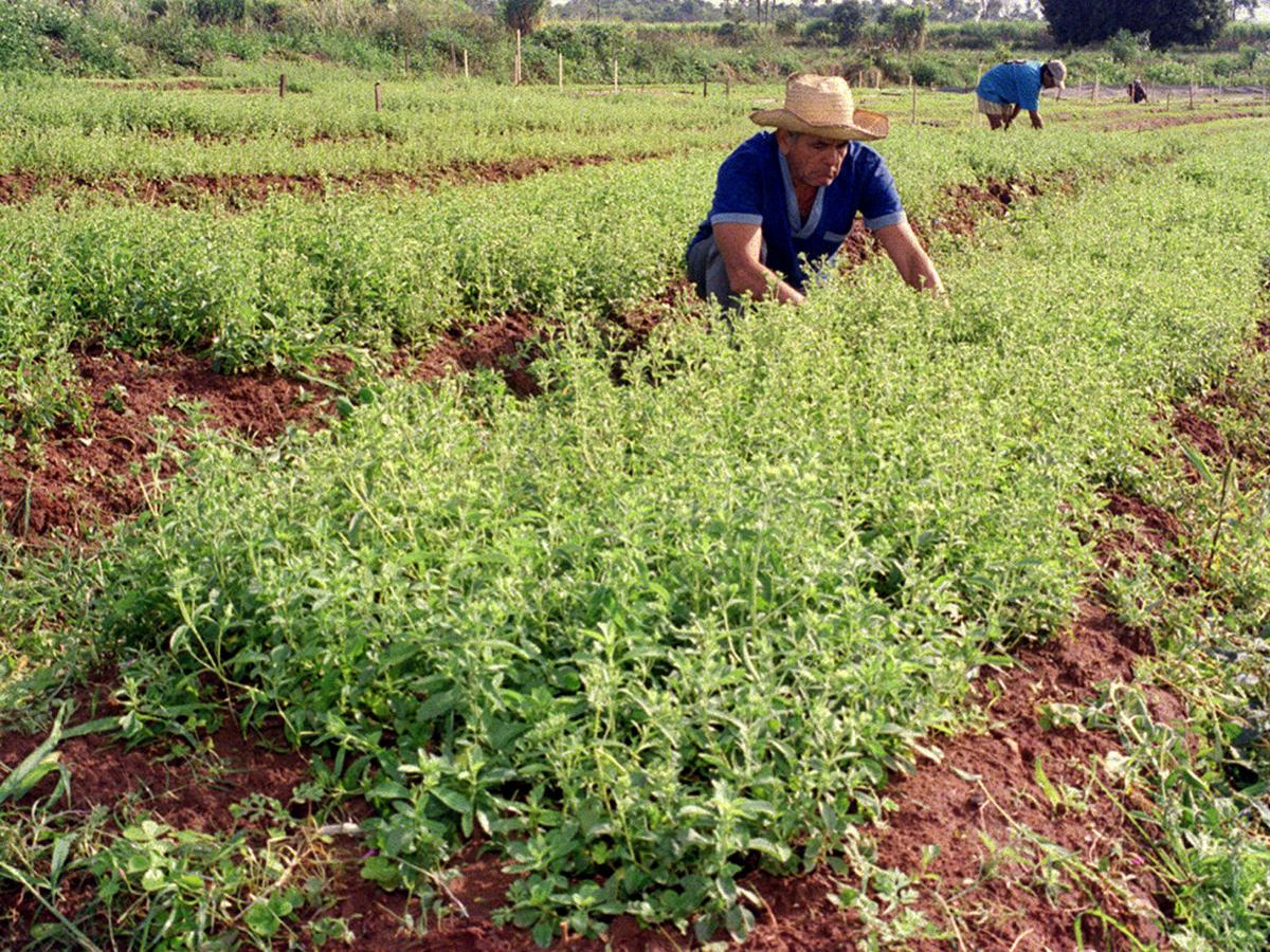 Stevia Rebaudiana: Entenda a Nomenclatura Científica do Adoçante