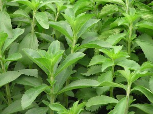 Quem Inventou Stevia