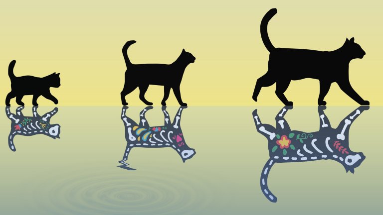 superposição quântica e gato de schrodinger