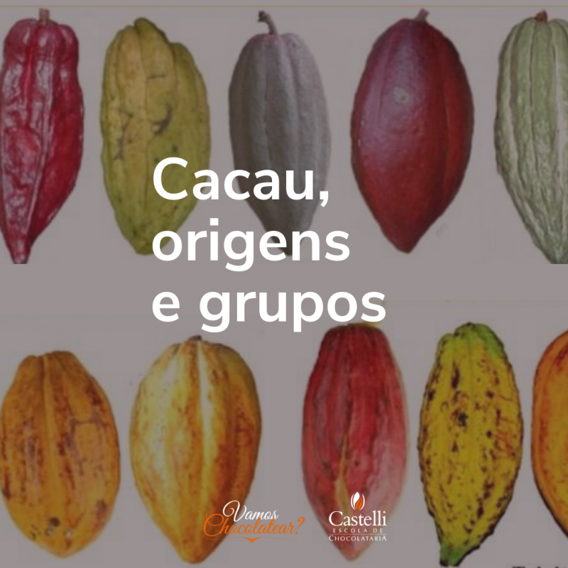 cacau criollo